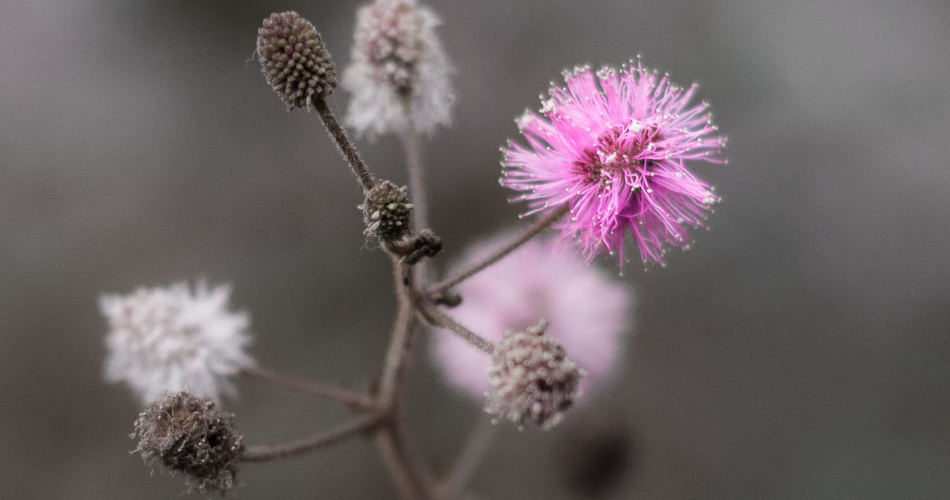 Detalle flor-8085