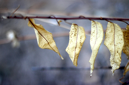 Almendro