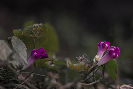 Campanilla morada