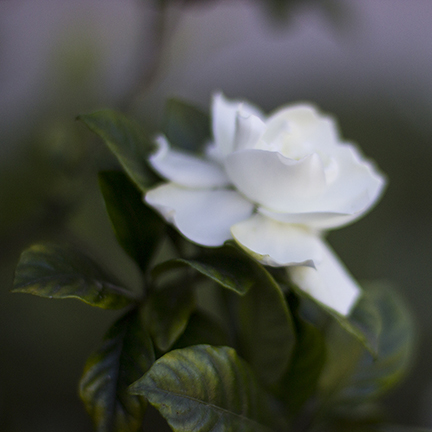 Gardenia