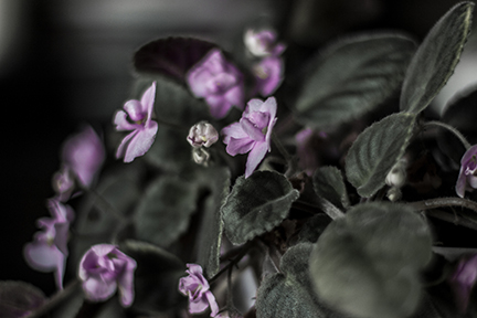 Violetas