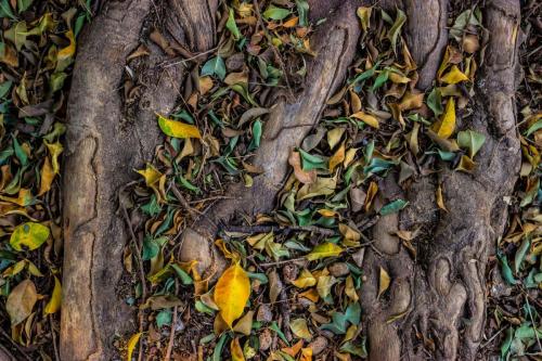 Otoño